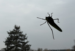(photo)